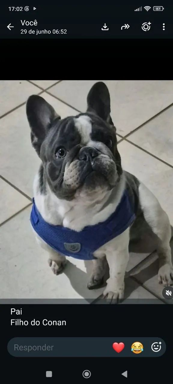 Fêmea de buldogue francês  - Foto 2