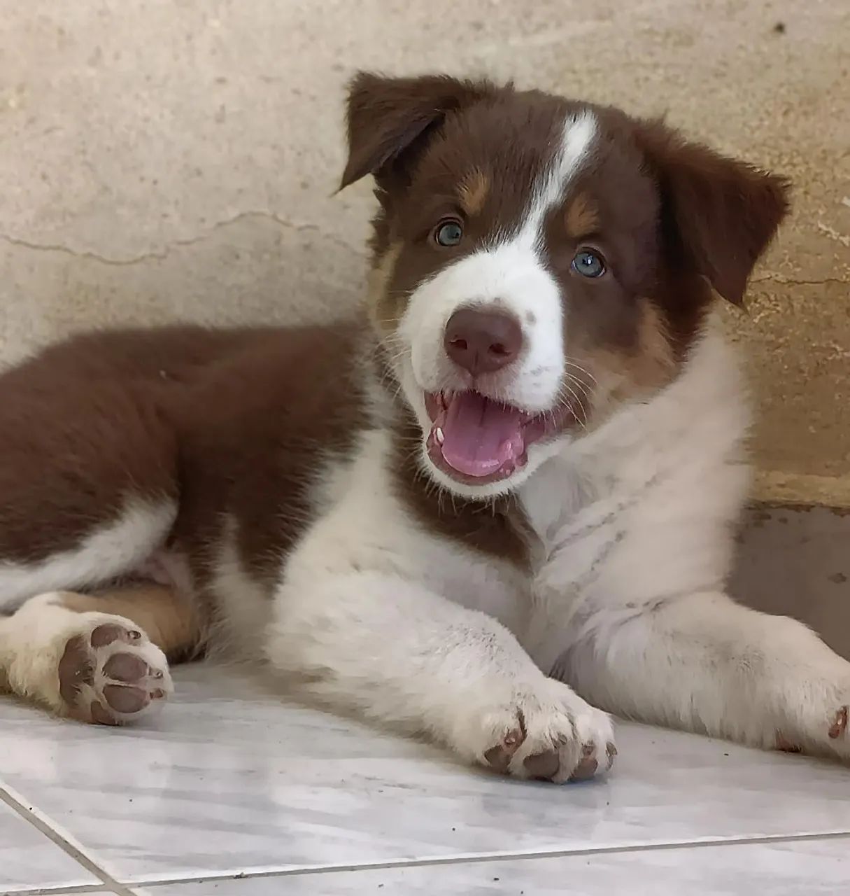 Border Collie Rott Lindos filhotes de Border Collie - Cachorros - Varadouro, João Pessoa ...