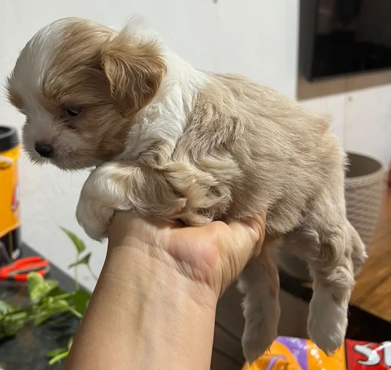Lhasa apso fêmea  - Foto 3