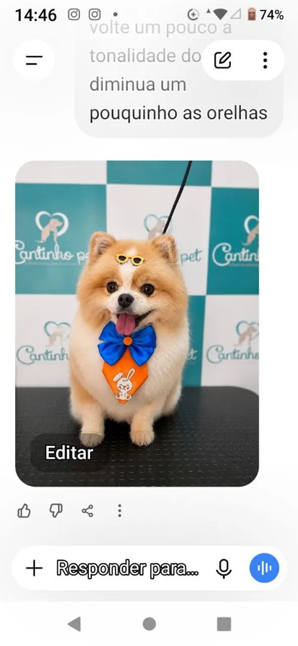Spitz alemão acasalamento