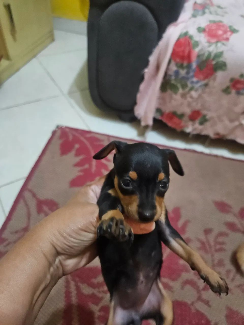 Pincher tamanho 2 - Foto 2