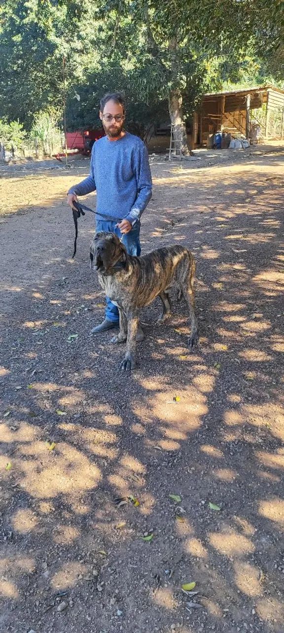 Fila brasileiro  - Foto 3