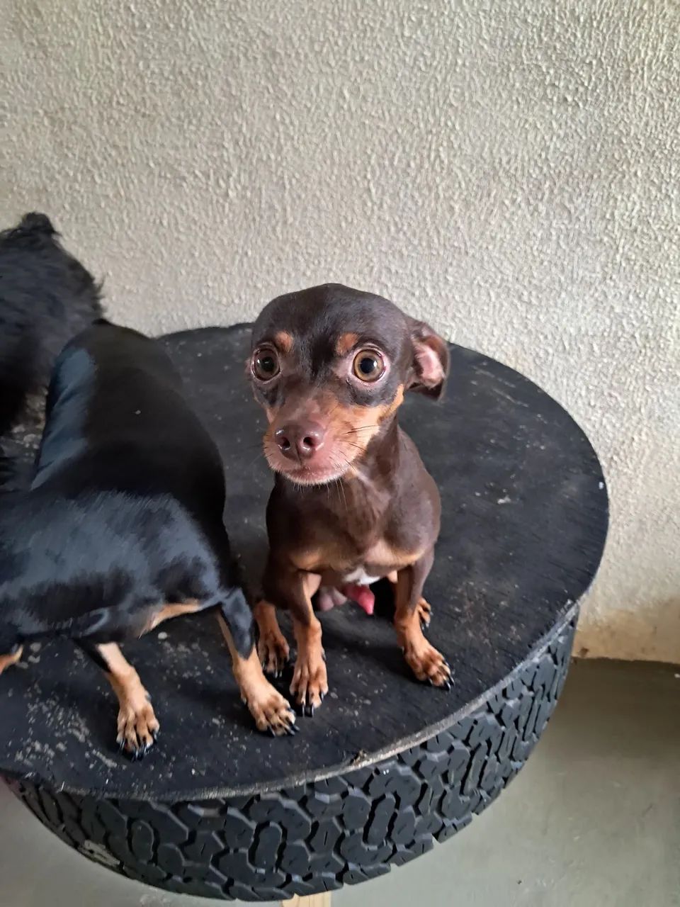 Vendo pincher  - Foto 2