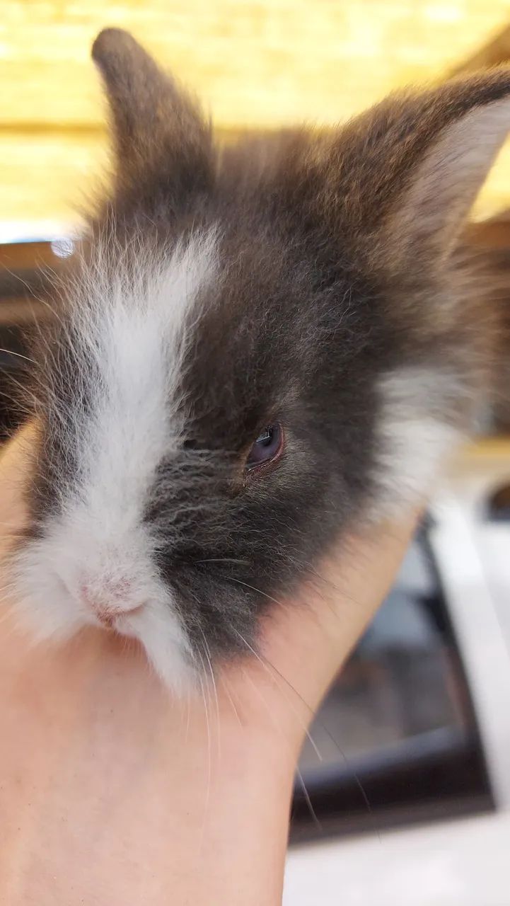 Mini Lionhead a partir de 50 reais em Curitiba - Foto 5