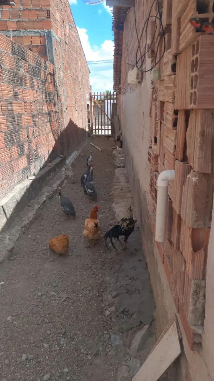 Vende-se essa casa tururu 6 comodo - Foto 5