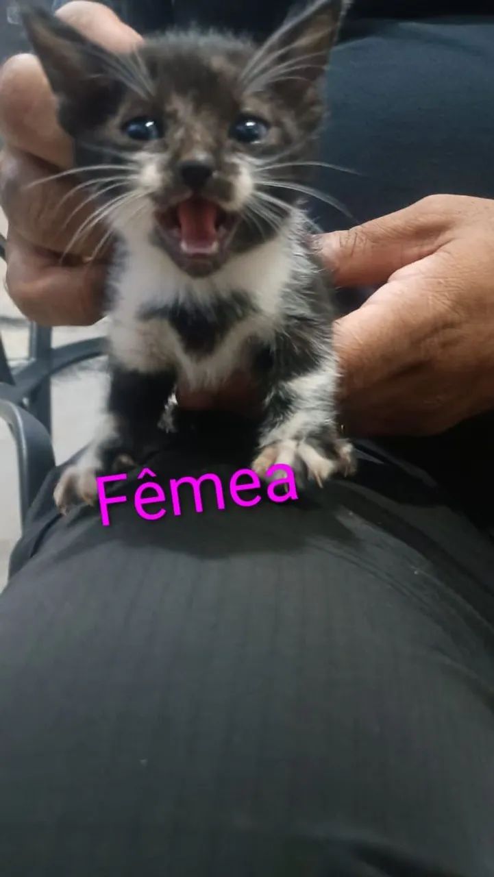 Gatinhos para doação  - Foto 6