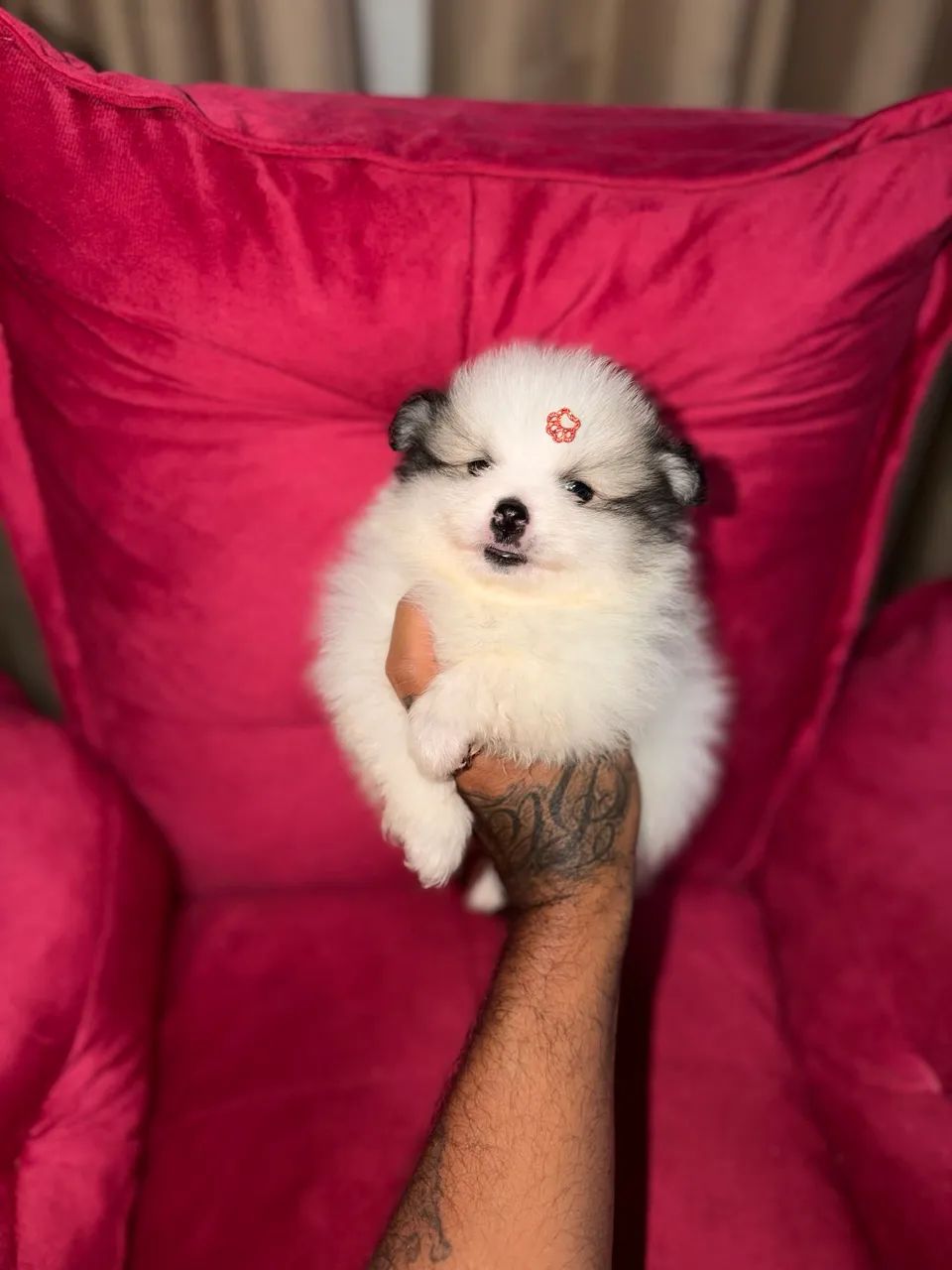 Spitz alemão  - Foto 4