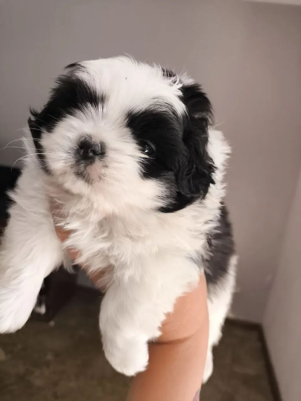 Shih-tzu macho 
