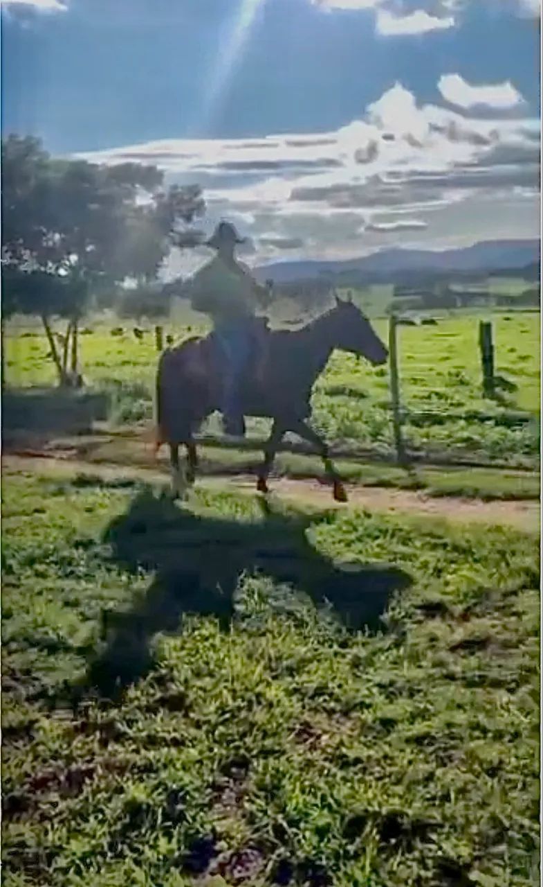 ÉGUA MACHADEIRA - Foto 2