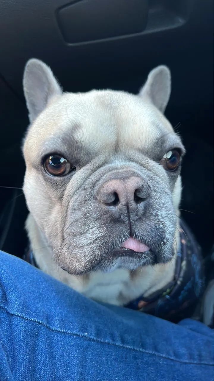 Doa se pug  - Foto 2