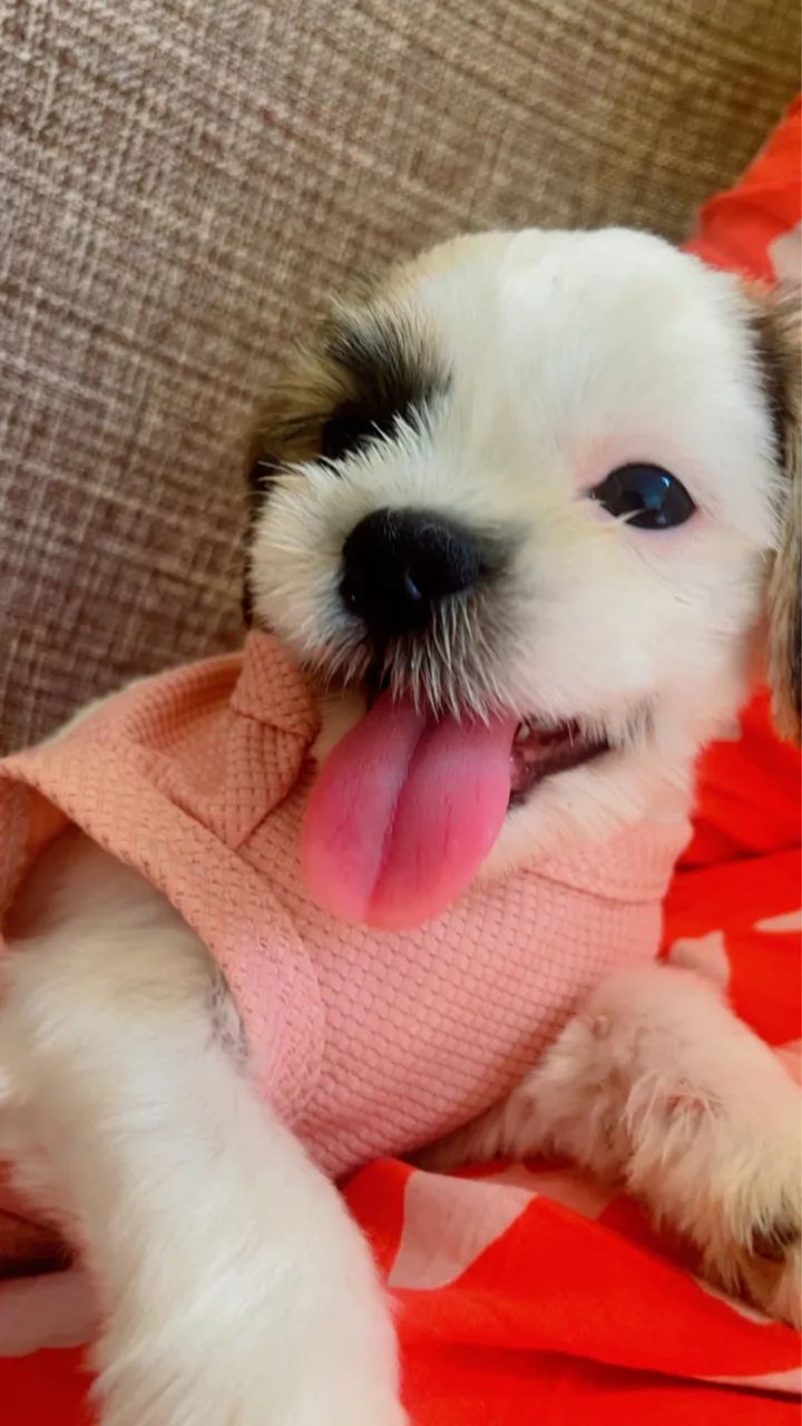 Cachorrinha  raça chitzu   - Foto 2