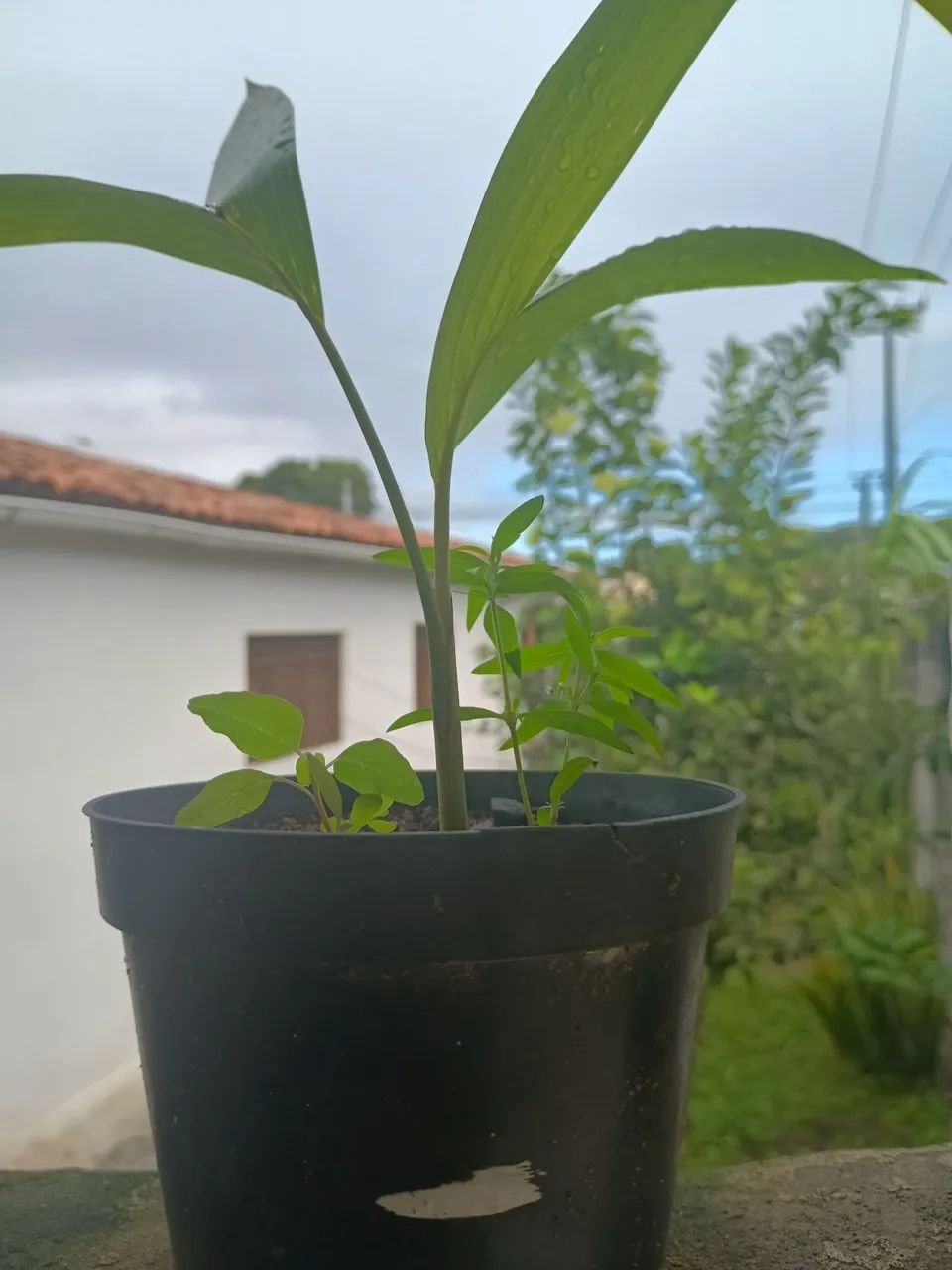 Vander planta  - Foto 5
