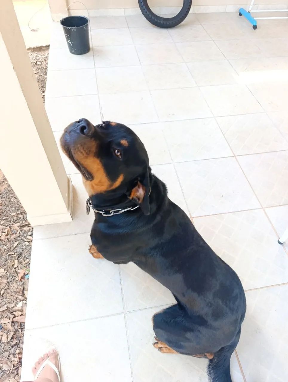 Cão rotwailer  - Foto 4