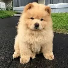 chow chow Presença marcante.