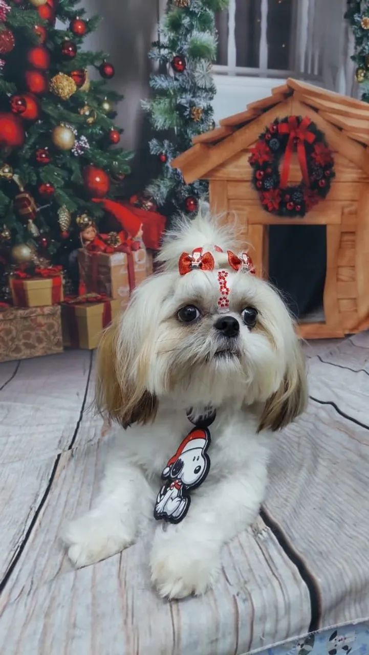 Filhotes de Shih Tzu