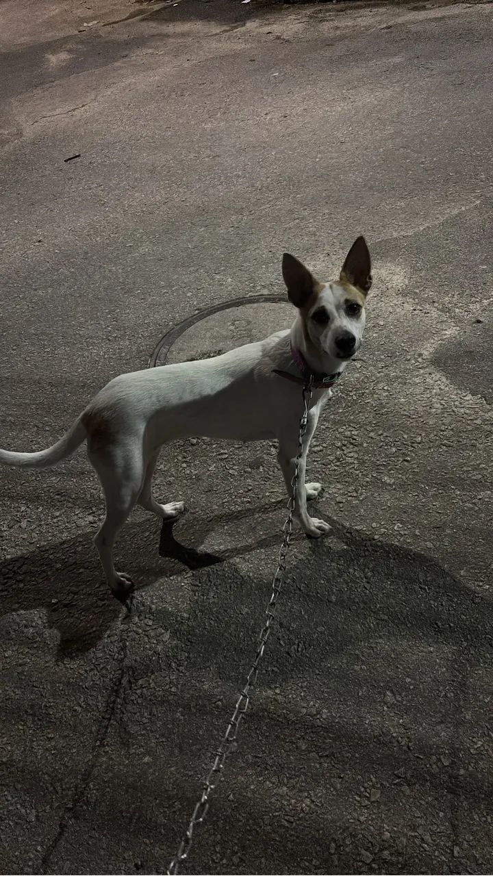 Cadela - Foto 4