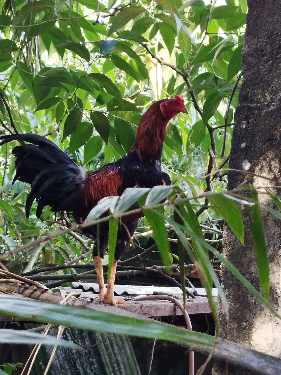 Galo - Foto 5