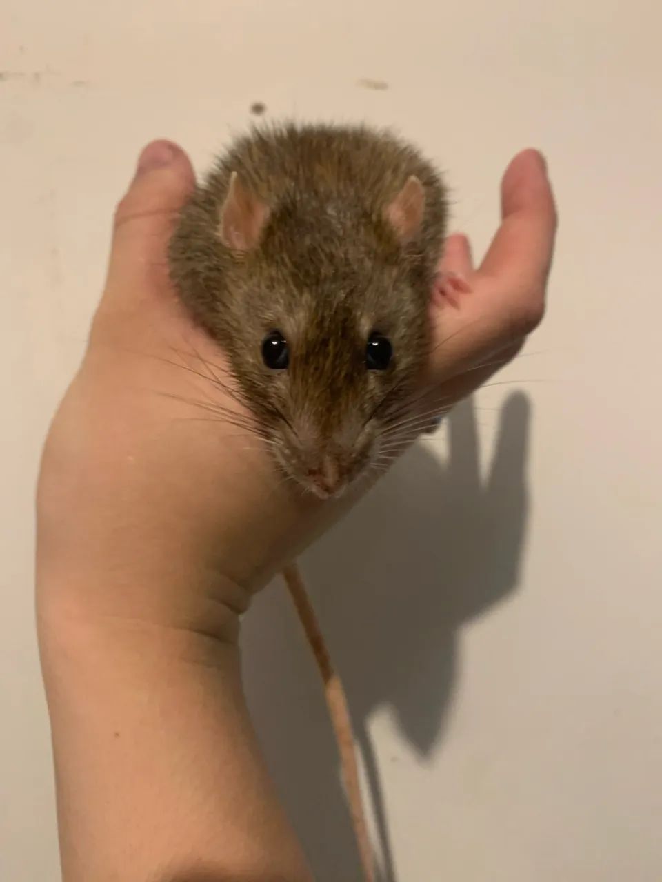 DOA-SE RATINHO DOCIL  - Foto 3