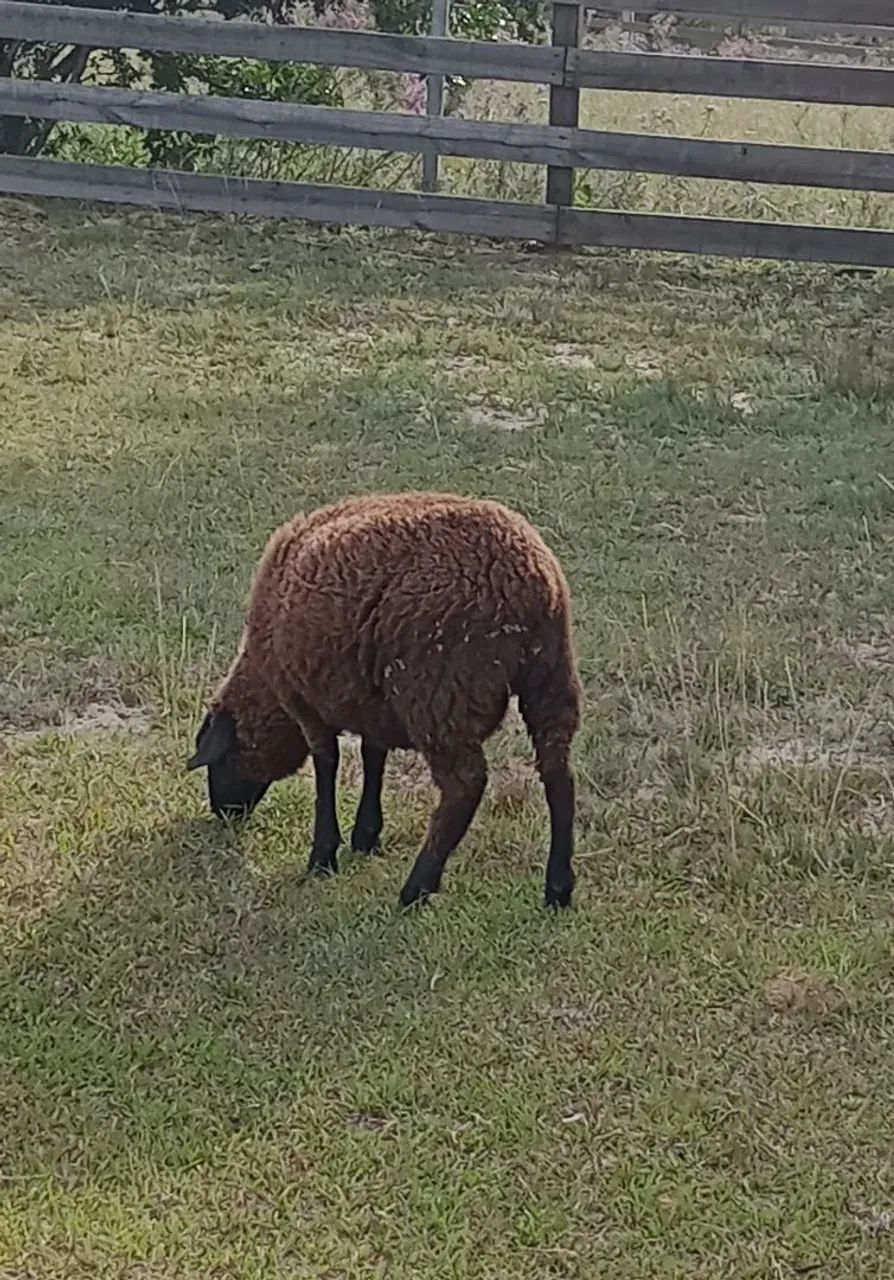 Vendo ovelhas  - Foto 2