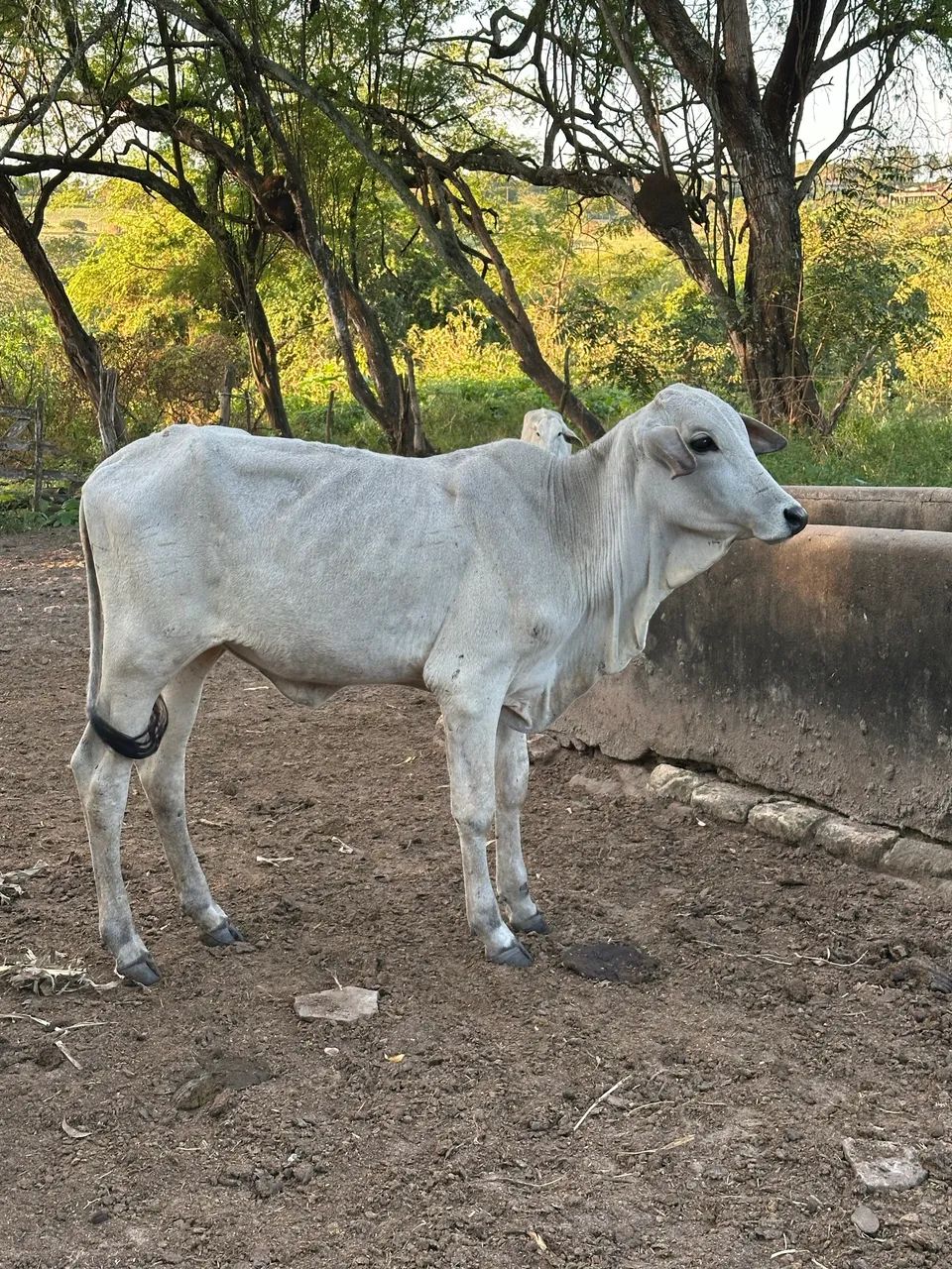 Bezerras Nelore 