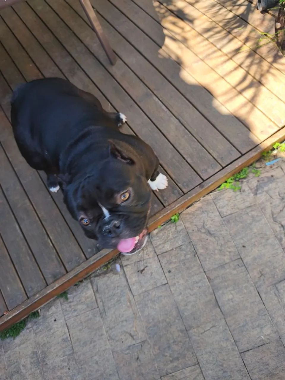 American Bully exótic  - Foto 5