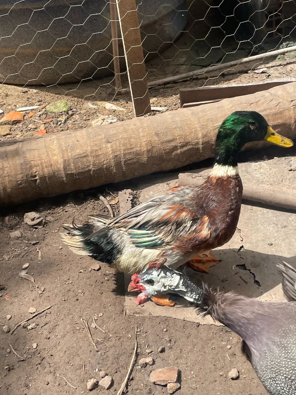 Paturi macho  - Foto 2