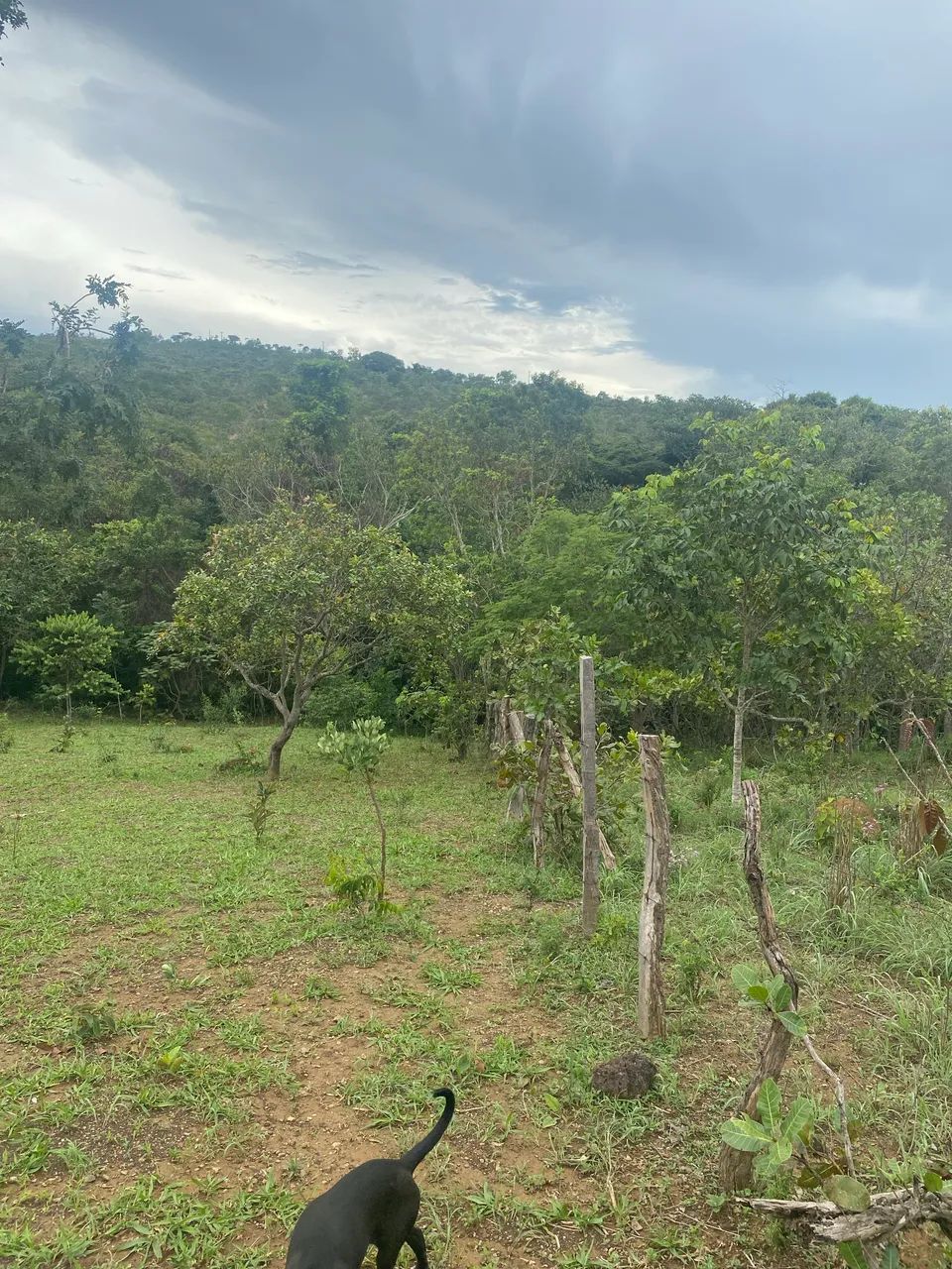 Vendo chácara de 4,5 hectares 