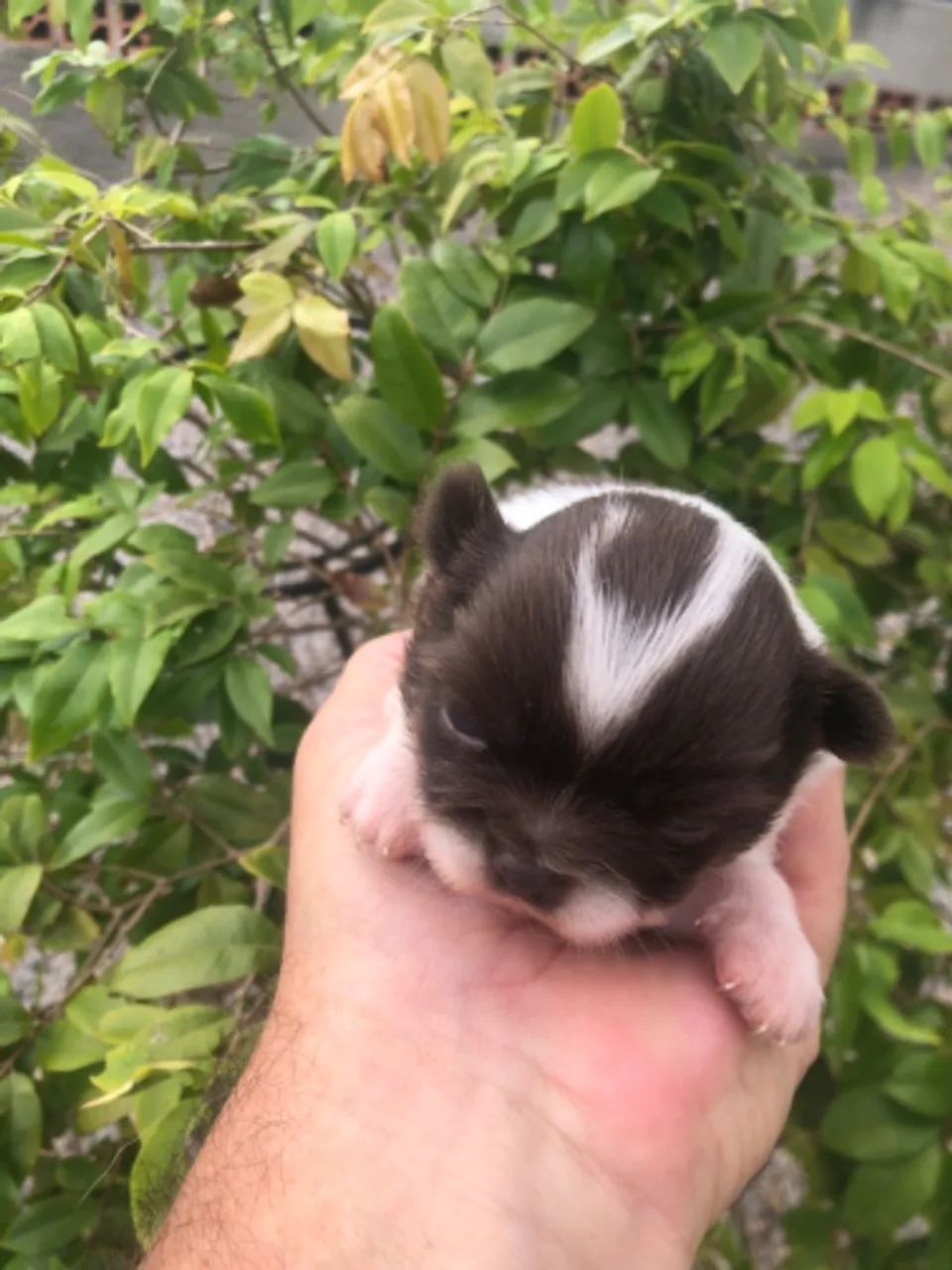 Macho chihuahua pelo longo chocolate com branco  - Foto 4