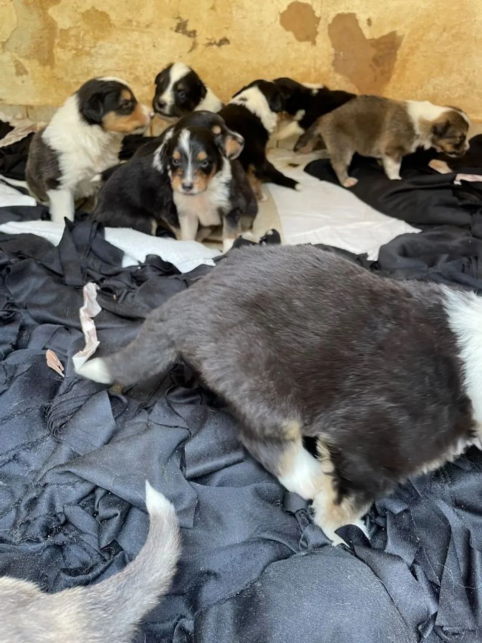 Collie - Foto 3