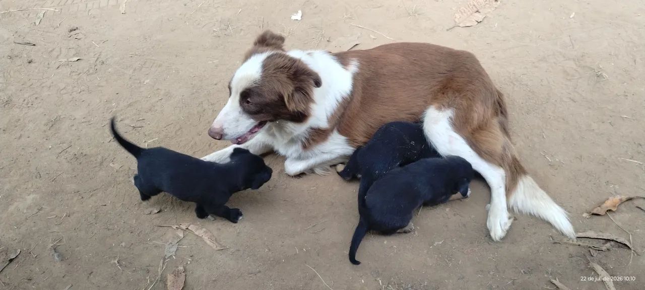 Cachorro  - Foto 4