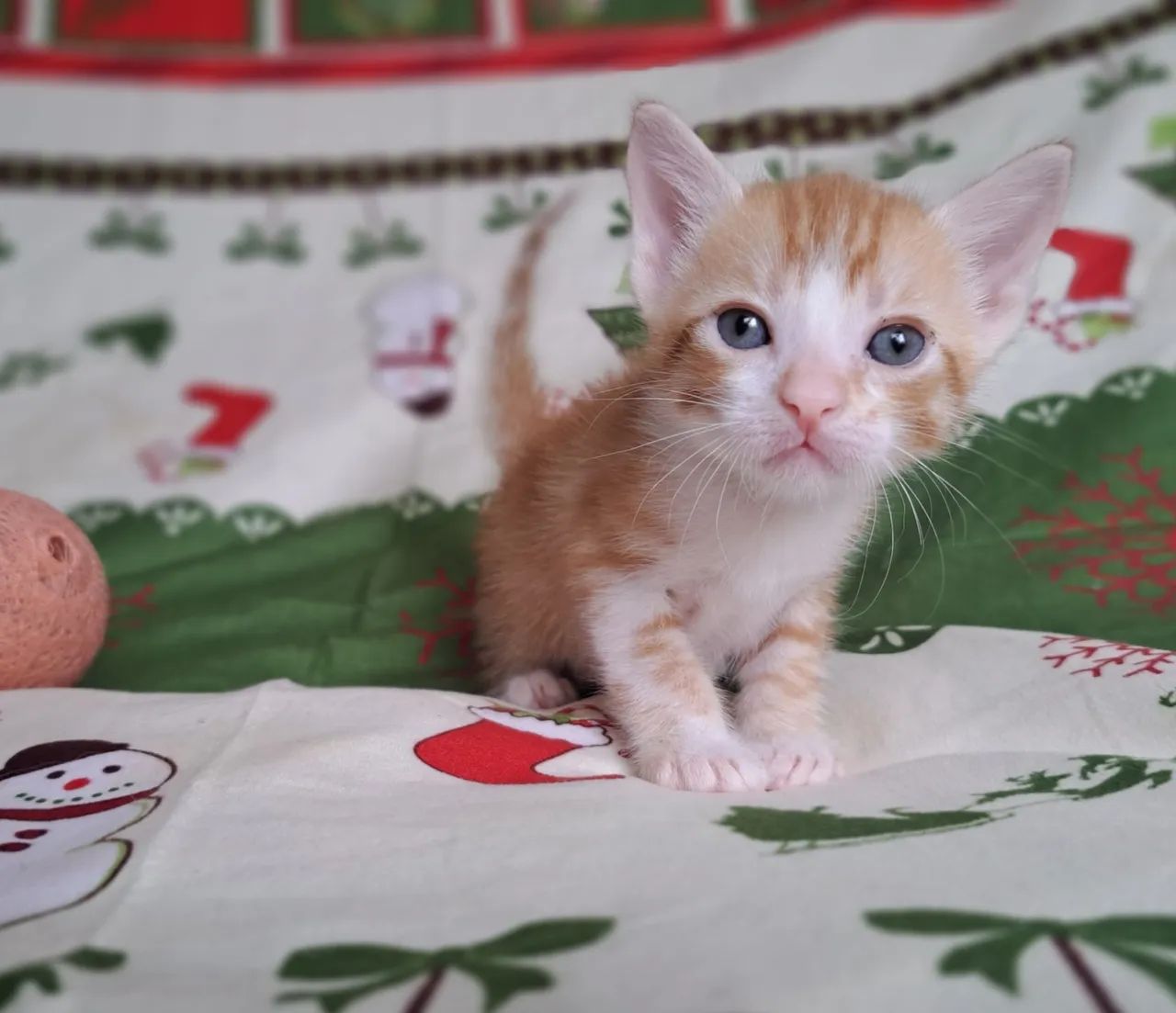  Adoção Responsável <br> - Foto 4