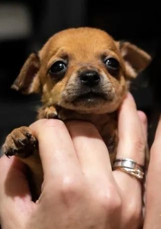 Pinscher macho n°1  - Foto 2