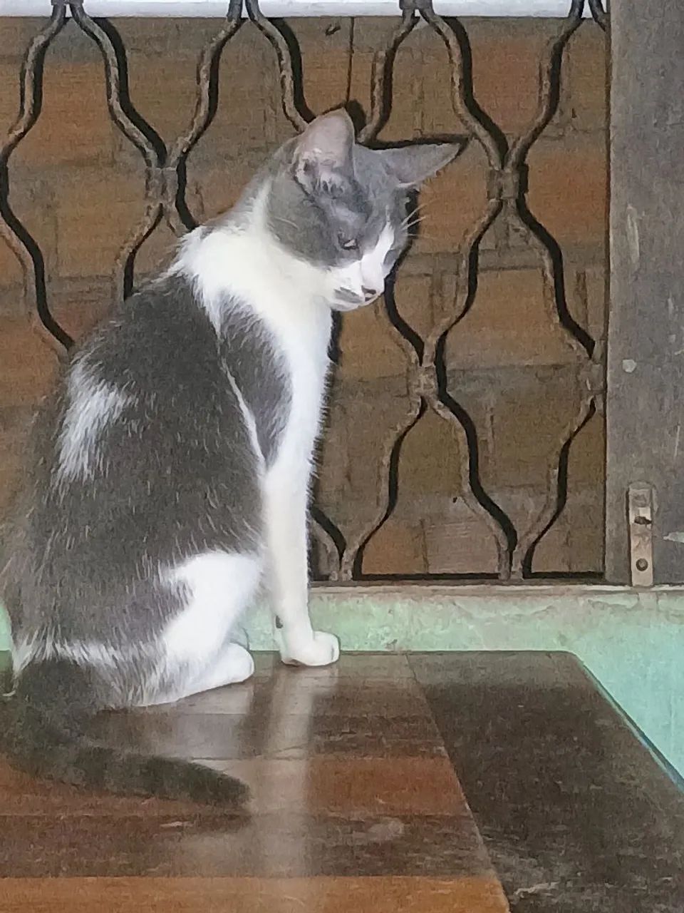 Adoção responsável  - Foto 3