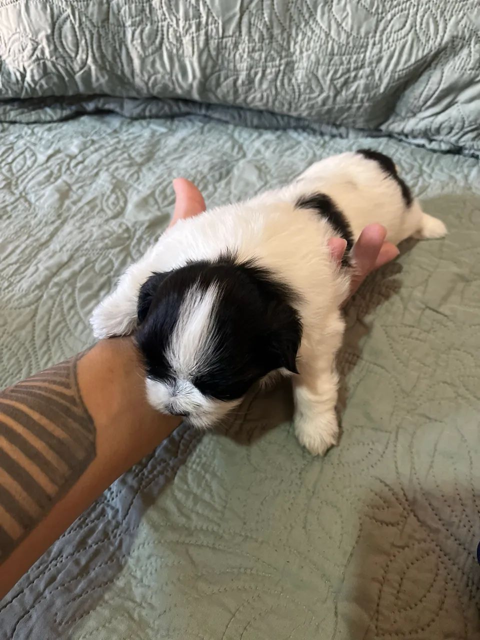 Shih Tzu - Foto 4