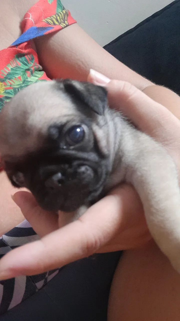 Pug - Foto 2