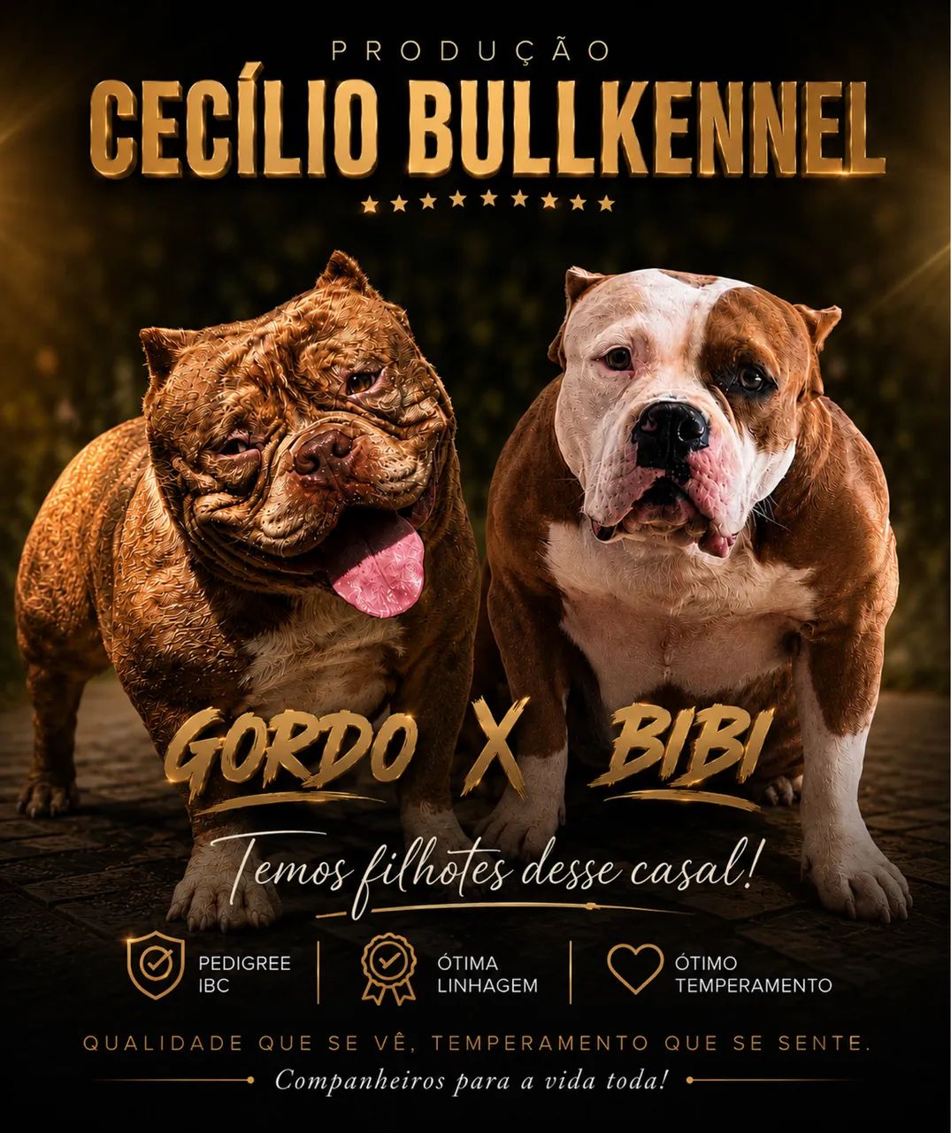 American bully 