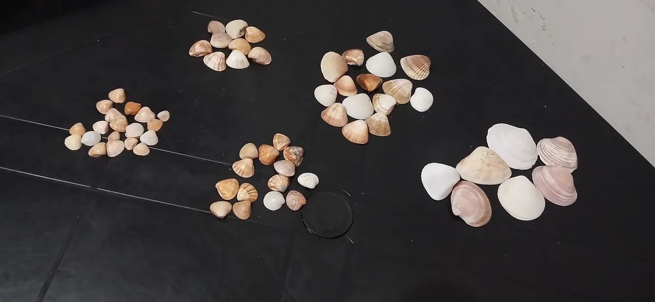 Conchas do mar verdadeira artesanato - Foto 4