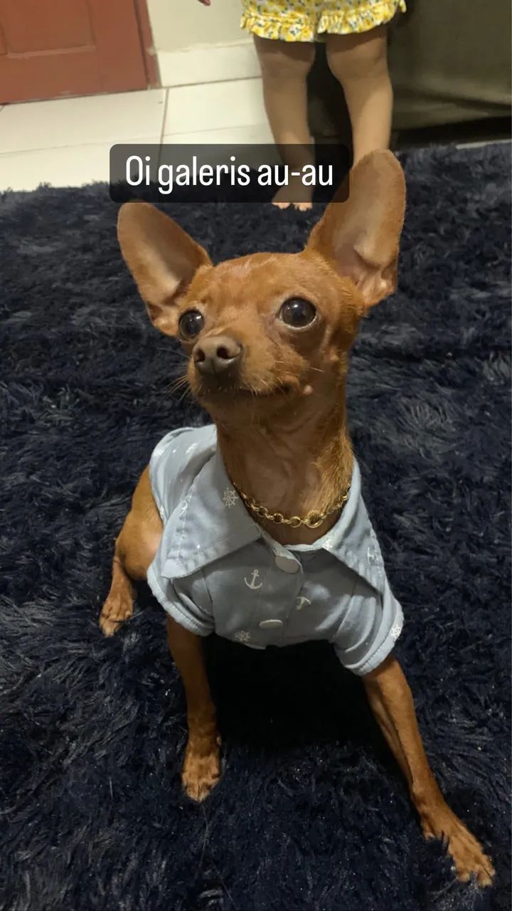 Cachorro - Pinscher Fêmea  - Foto 3