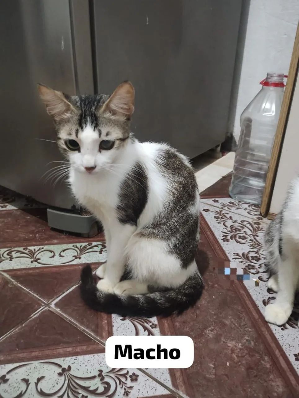 Gato - Foto 3