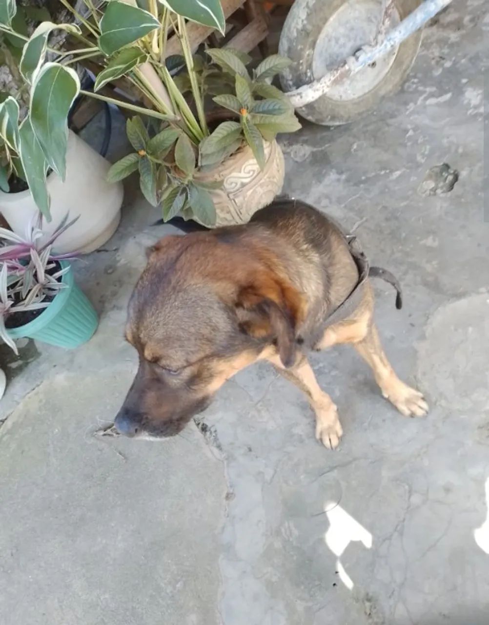 Cão Ideal para Proteção e Alerta - Procura um Lar! - Foto 5