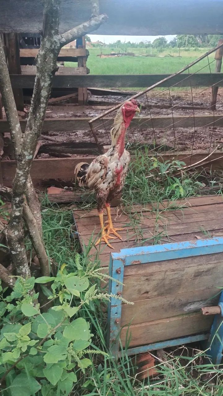 Vendo galo índio gigante mil flor  - Foto 2