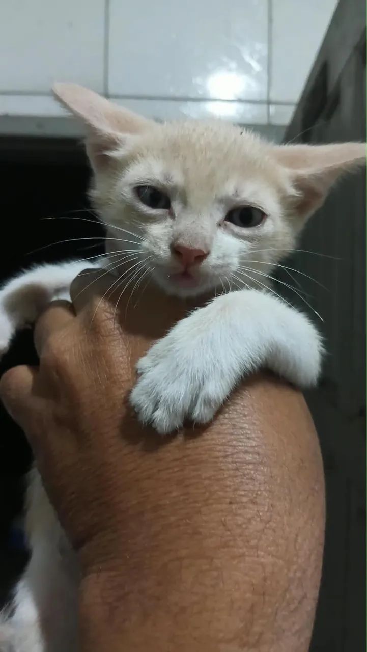 Gato pra doação  - Foto 3