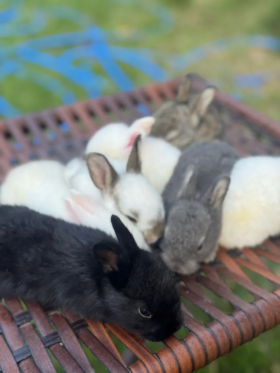 Filhotes de Coelhos  - Foto 2