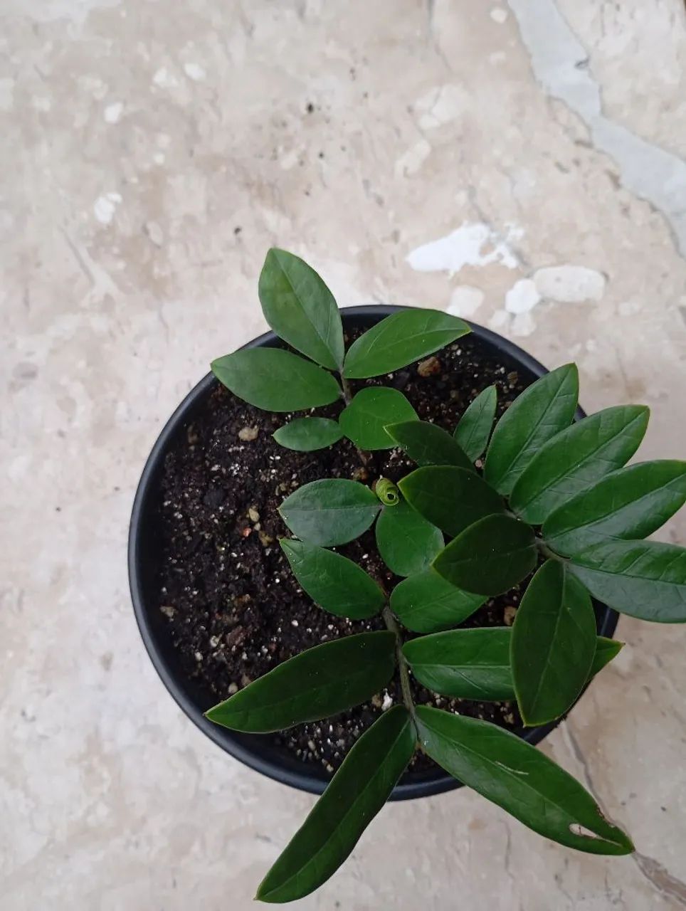  Vende muda de zamiocuca  - Foto 2