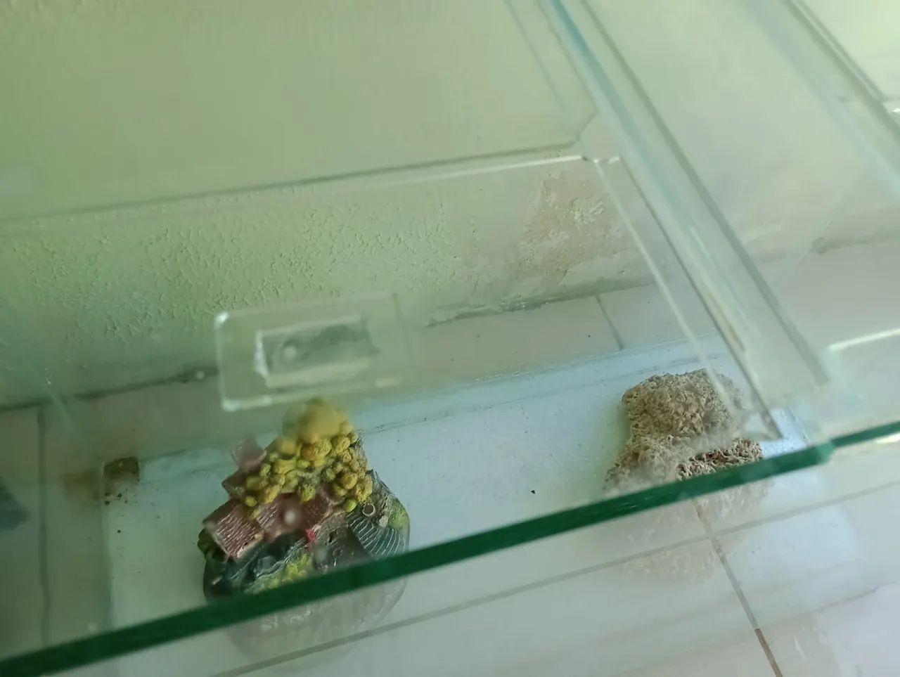 Aquário 70×50 - Foto 3