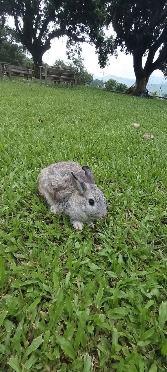 Mini coelho de netherland65580461068161123