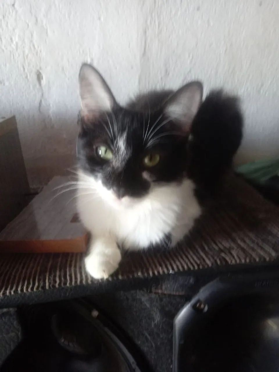Adoção!!!  - Foto 2