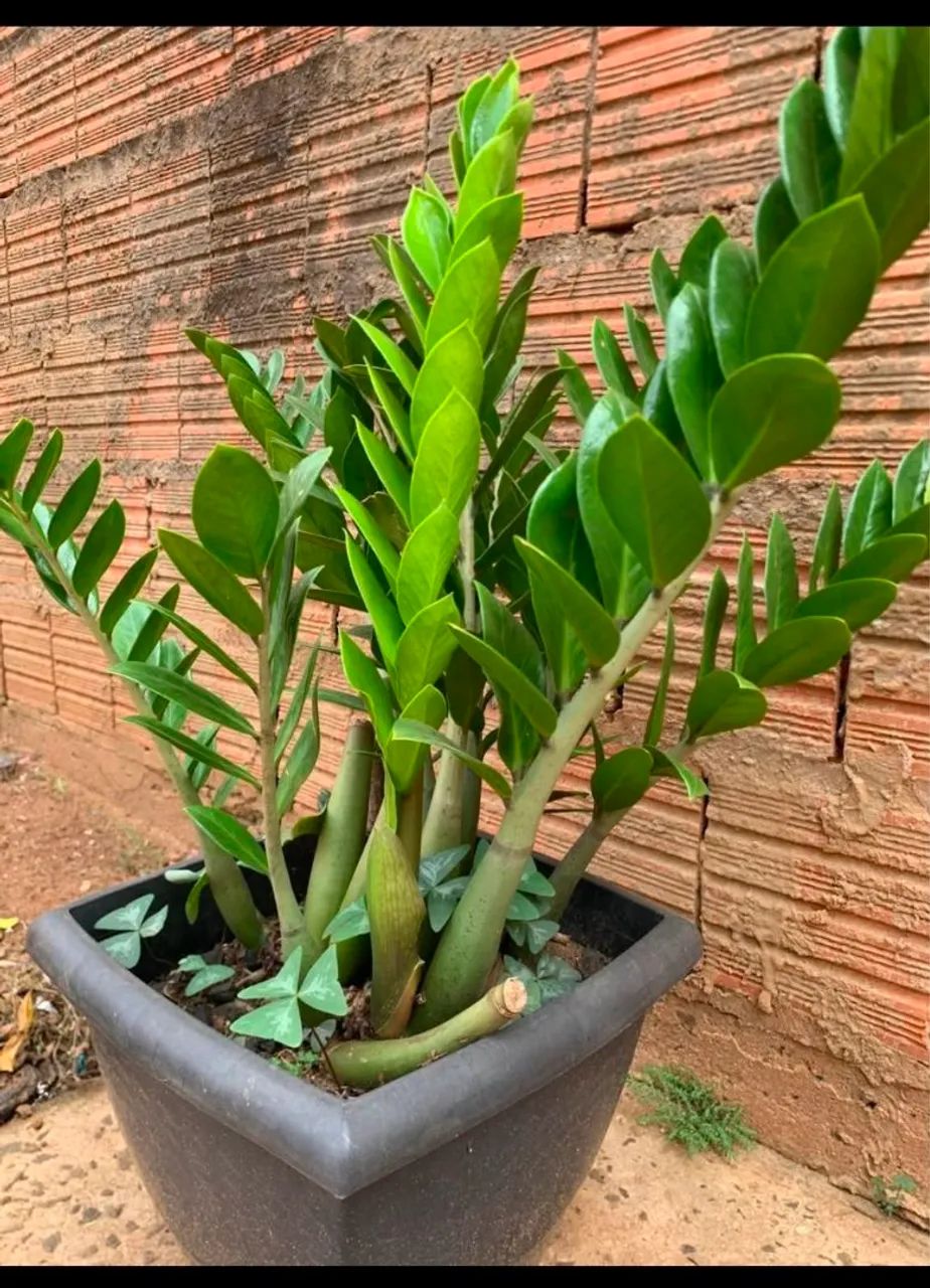 Zamioculca 