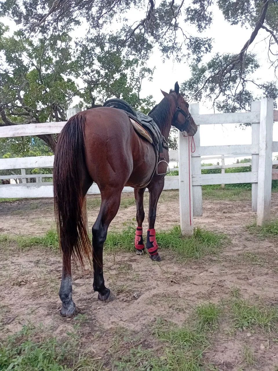 Cavalo garanão  - Foto 3