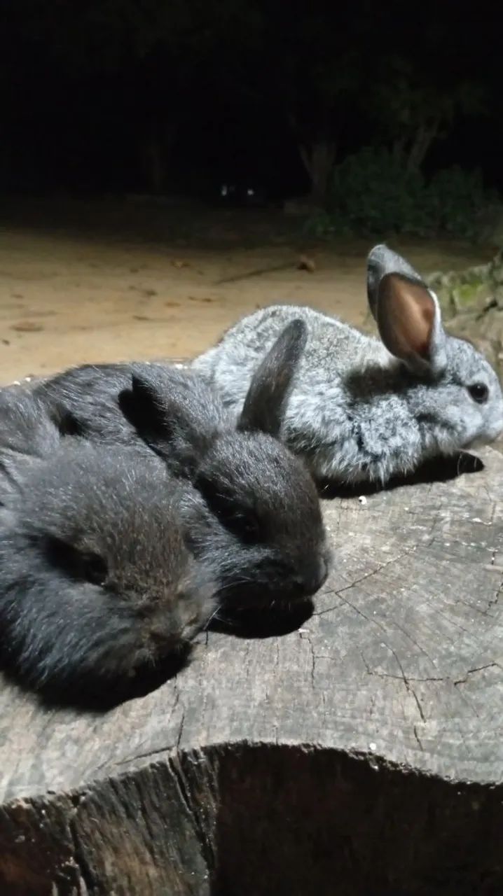 Coelhos